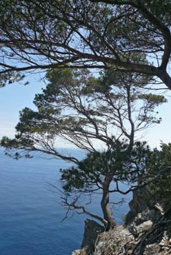 Port Cros - Pinien